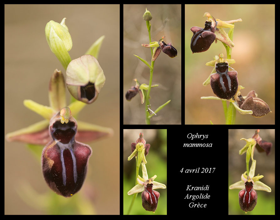 Ophrys-mammosa3