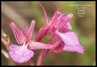 Anacamptis-papilionacea