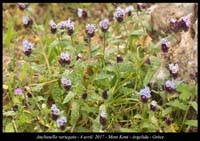 Anchusella-variegata