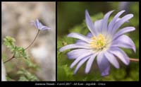 Anemone-blanda