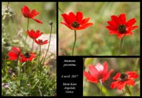 Anemone-pavonina11