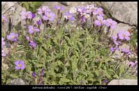 Aubrieta-deltoidea