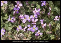 Aubrieta-deltoidea2