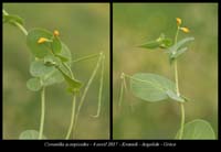 Coronilla-scorpioides