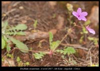 Erodium-cicutarium