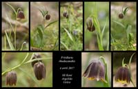 Fritillaria-rhodocanakis