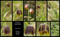 Fritillaria-rhodocanakis2