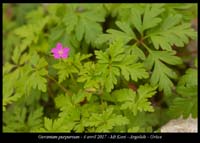 Geranium-purpureum