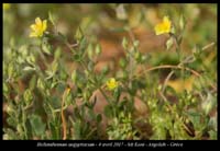 Helianthemum-aegyptiacum2