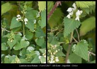 Lamium-moschatum