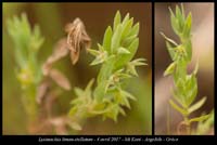 Lysimachia-linum-stellatum