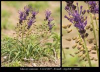 Muscari-comosum