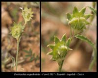 Onobrychis-aequidentata