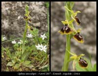 Ophrys-aesculapii