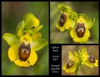 Ophrys-lutea