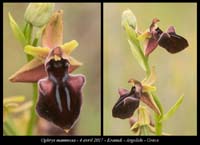 Ophrys-mammosa