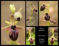 Ophrys-mammosa3