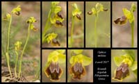 Ophrys-melena