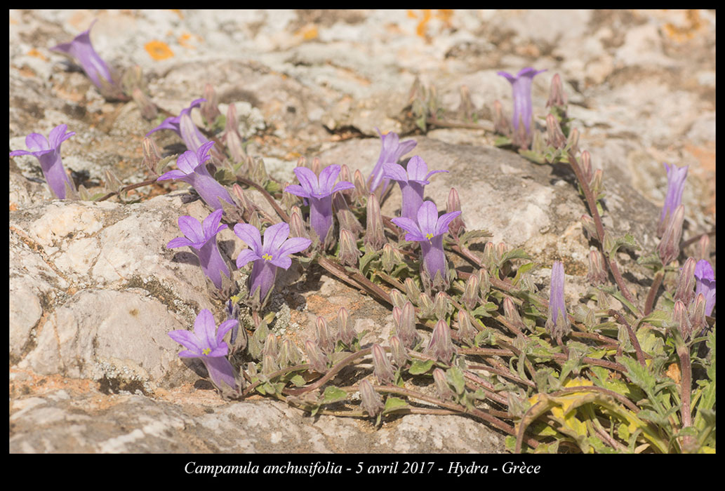 Campanula-anchusifolia