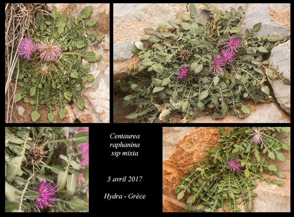 Centaurea-raphanina-ssp-mixta