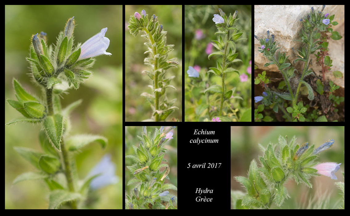 Echium-calycinum