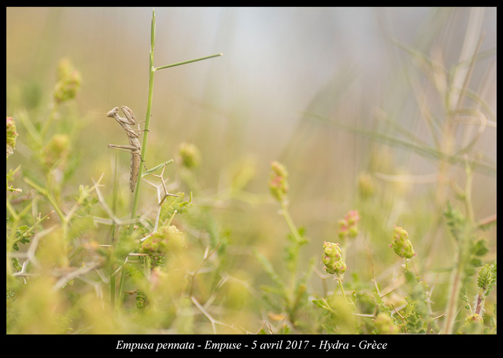 Empusa-pennata