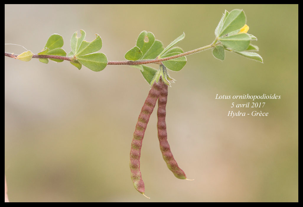 Lotus-ornithopodioides