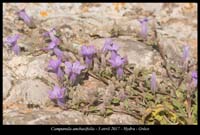 Campanula-anchusifolia