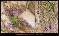 Campanula-anchusifolia2