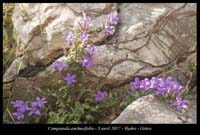 Campanula-anchusifolia3