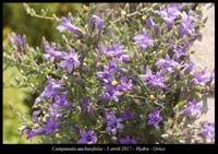 Campanula-anchusifolia4