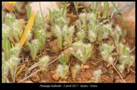 Plantago-bellardii