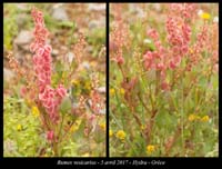 Rumex-vesicarius