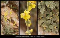 Verbascum-undulatifolium