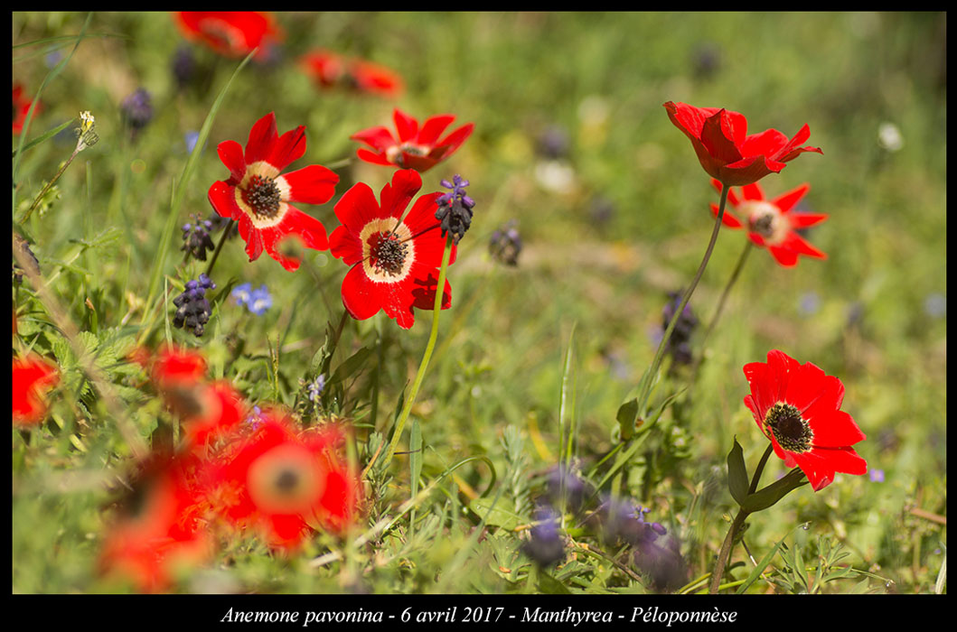 Anemone-pavonina2