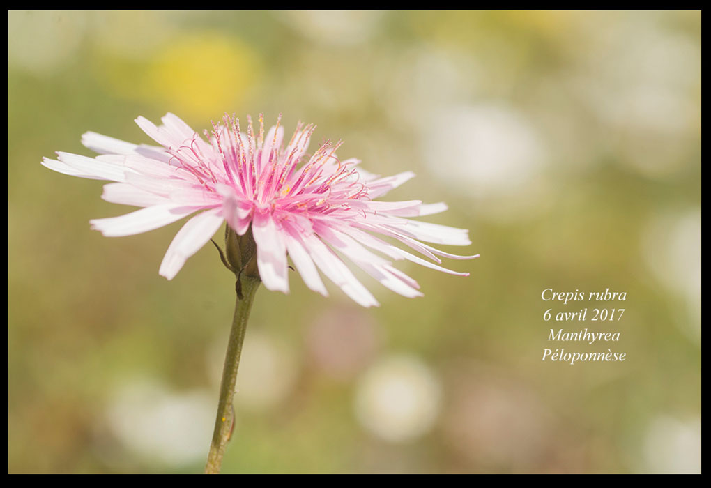 Crepis-rubra