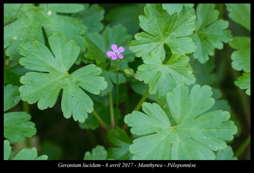 Geranium-lucidum2