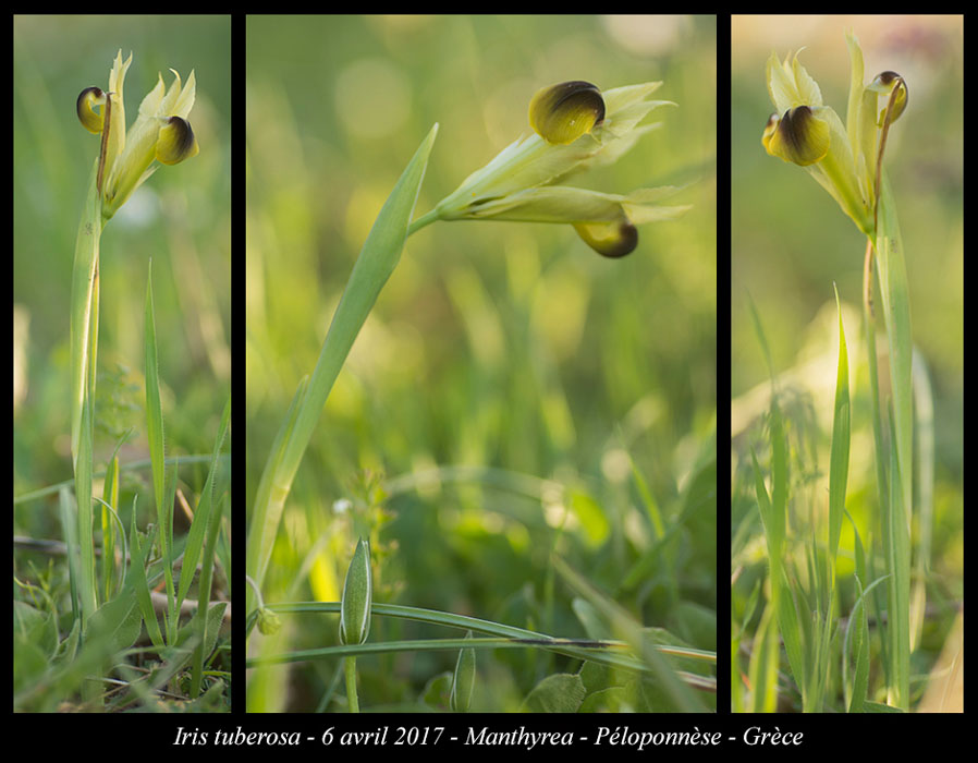 Iris-tuberosa