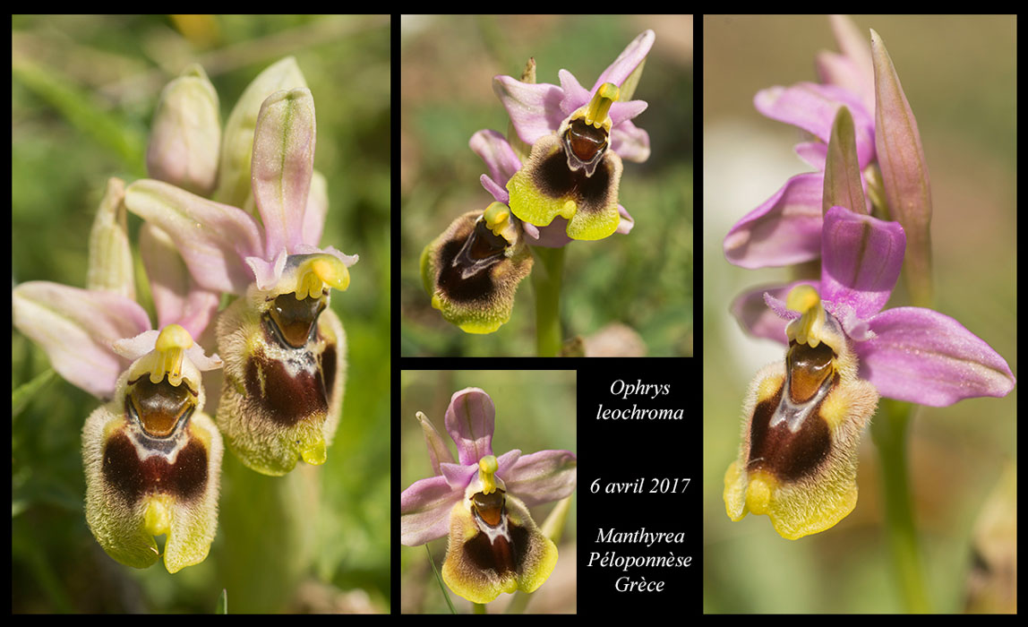 Ophrys-leochroma