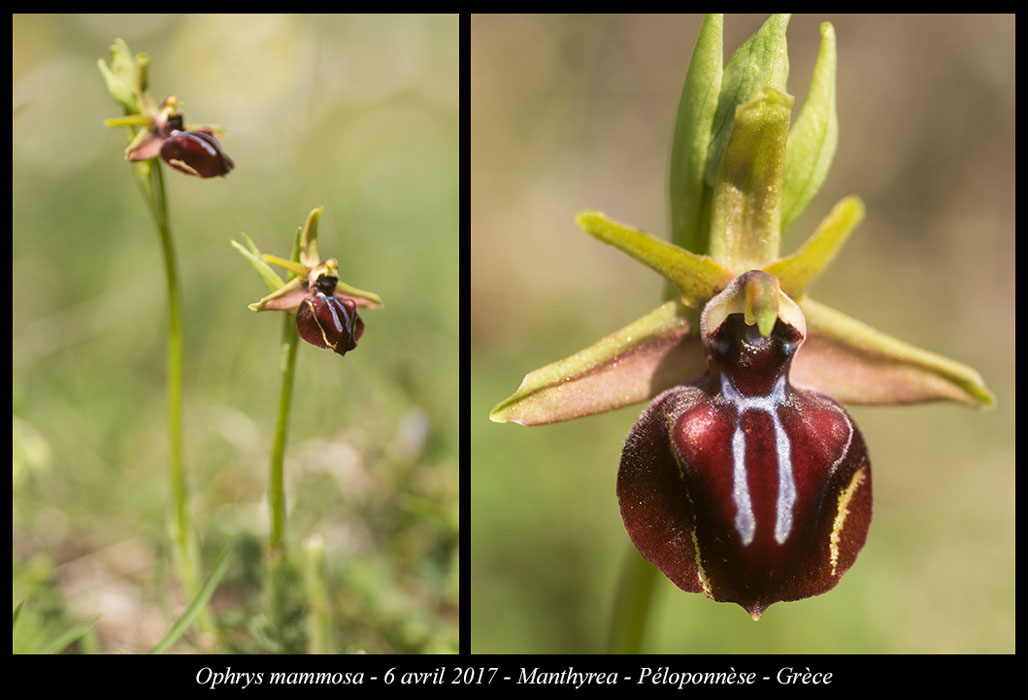 Ophrys-mammosa