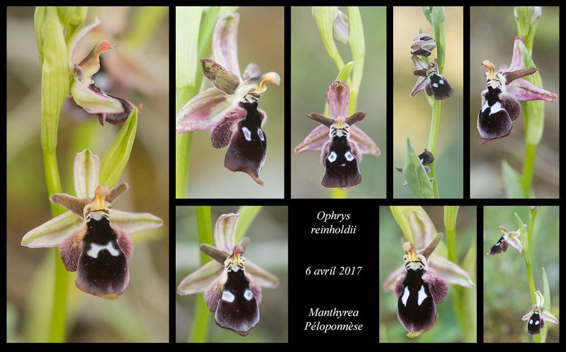 Ophrys-reinholdii