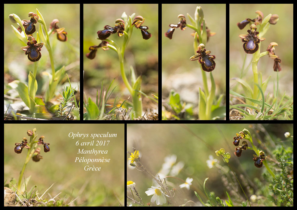 Ophrys-speculum