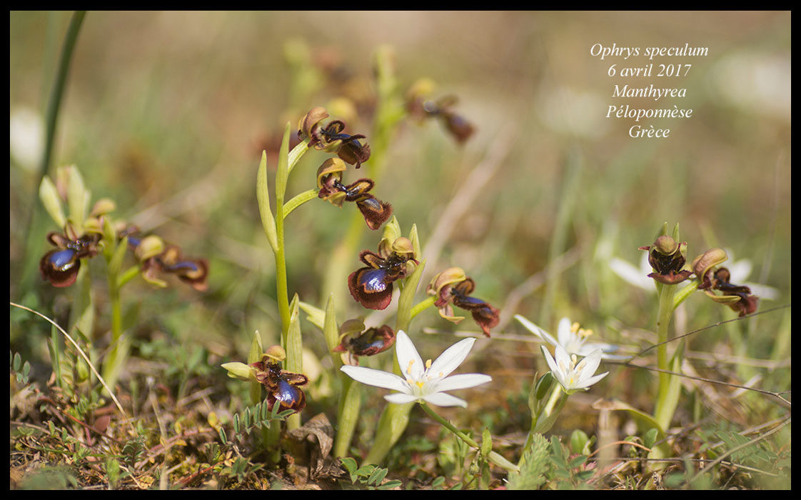 Ophrys-speculum2