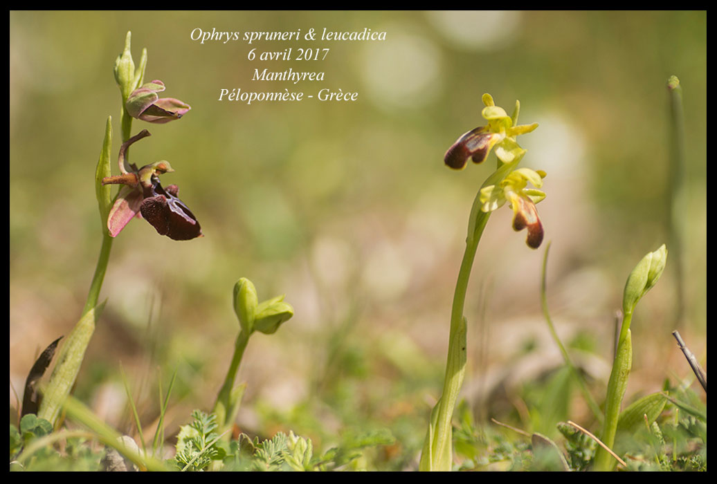 Ophrys-spruneri-&-leucadica