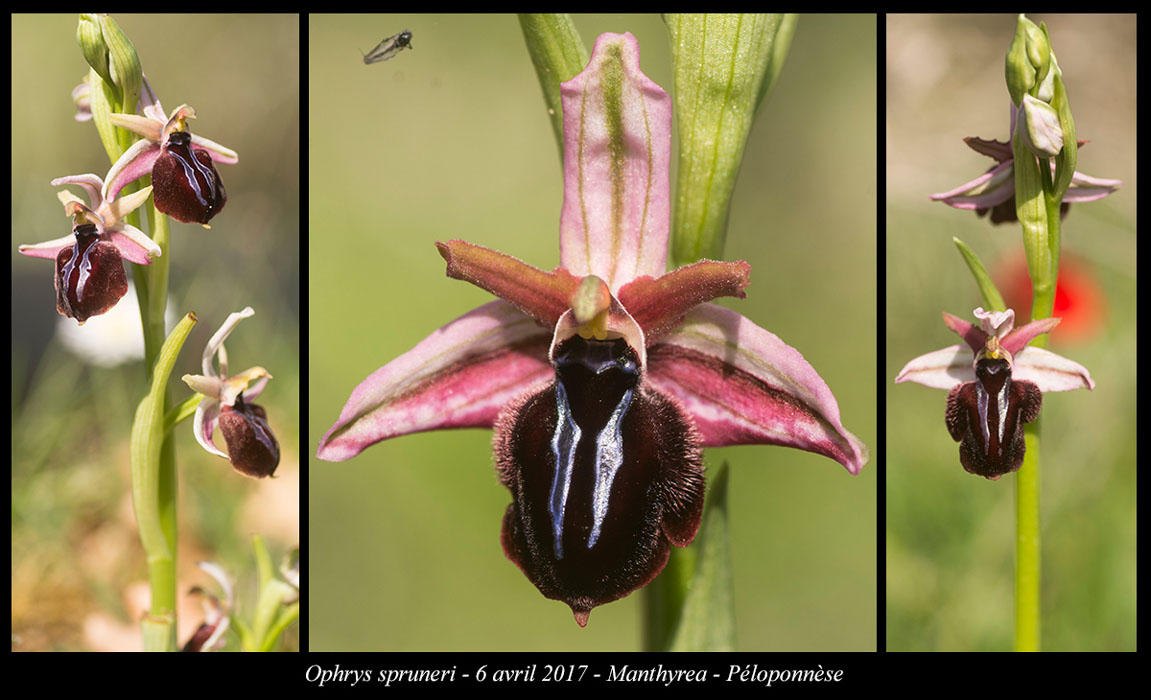 Ophrys-spruneri3