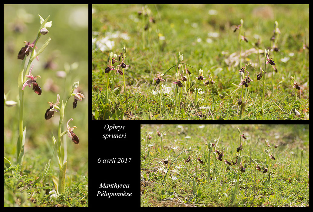 Ophrys-spruneri5