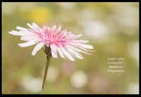 Crepis-rubra