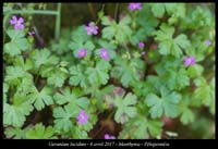 Geranium-lucidum