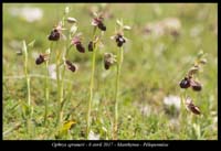 Ophrys-spruneri4