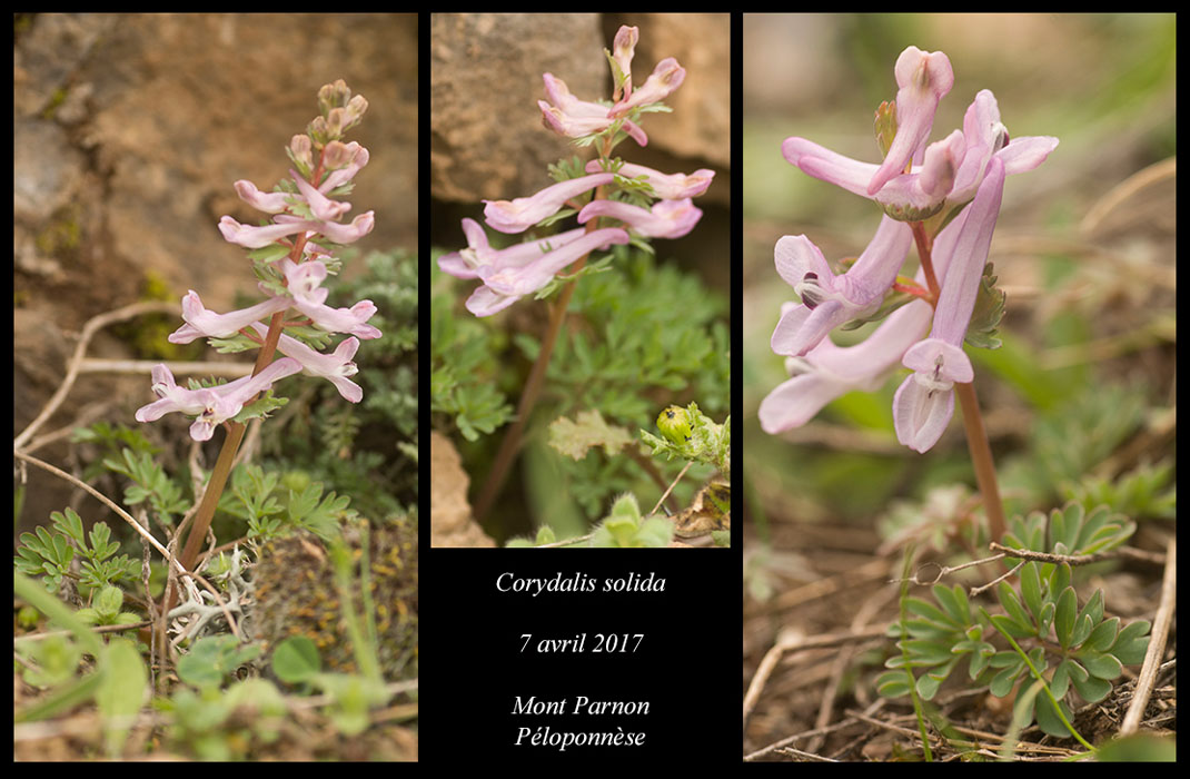 Corydalis-solida